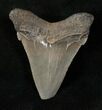 Serrated Angustidens Tooth - Megalodon Ancestor #17213-1
